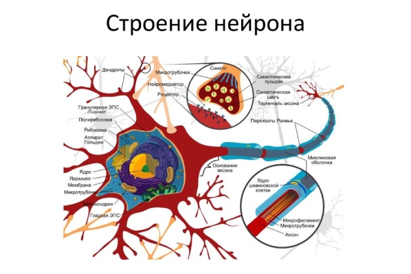 строение нейрона